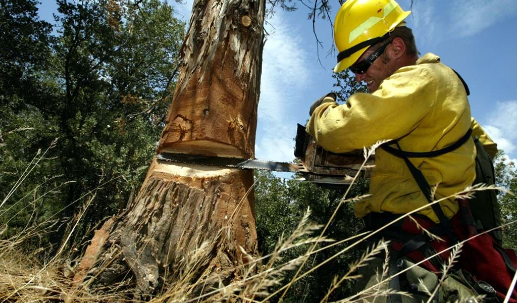 Dead Tree Removal