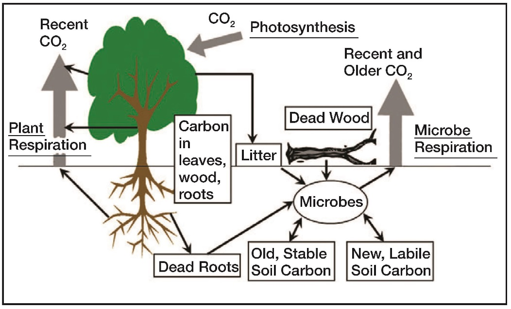 Flow chart of the Flows of carbon in a forest from the atmosphere to the forest and back
